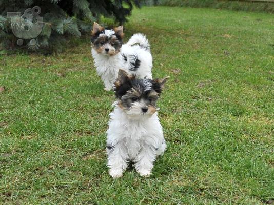    αρσενικά και θηλυκά κουτάβια biewer yorkshire terrier